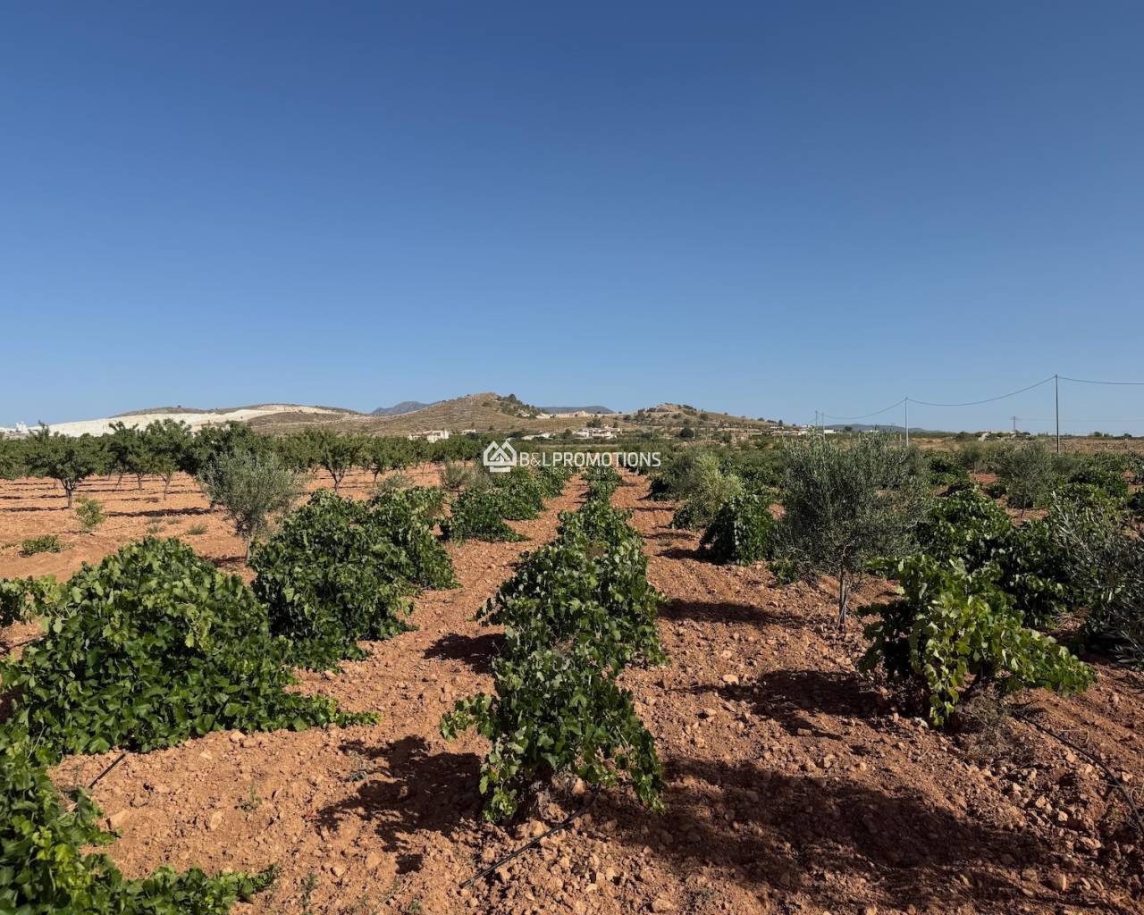 New build - Villa -
Aspe