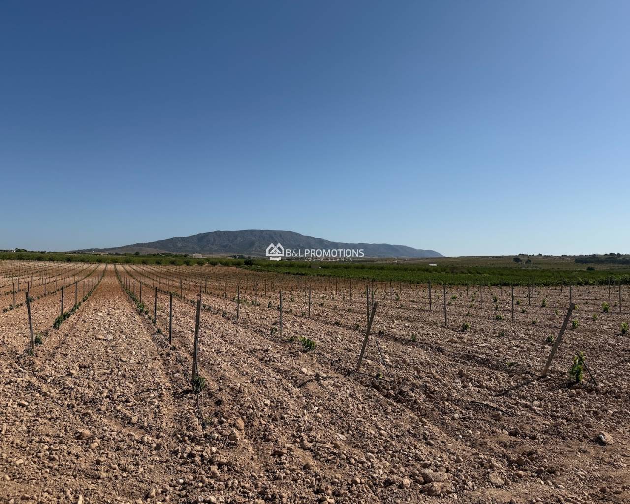 New build - Villa -
Aspe