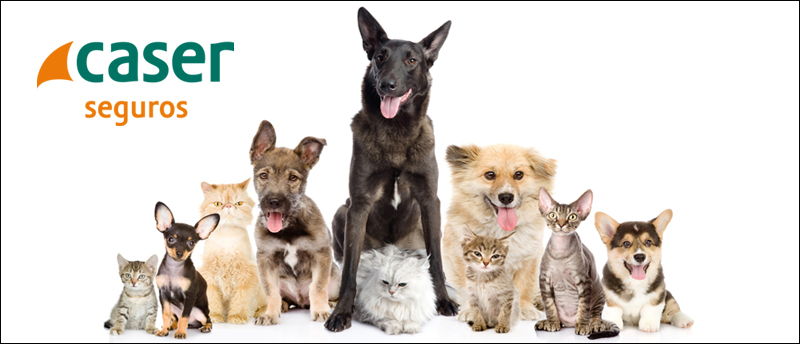 Caser More Than Pets - Finally, there's an insurance where all are welcome
