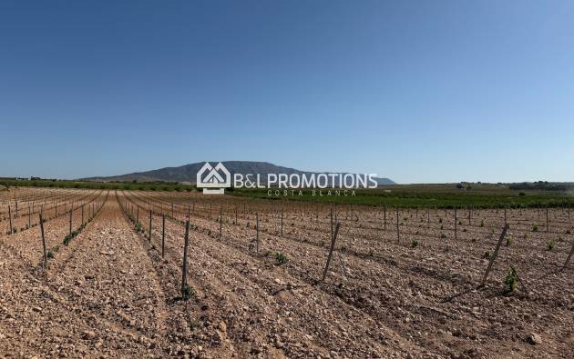 New build - Villa -
Aspe